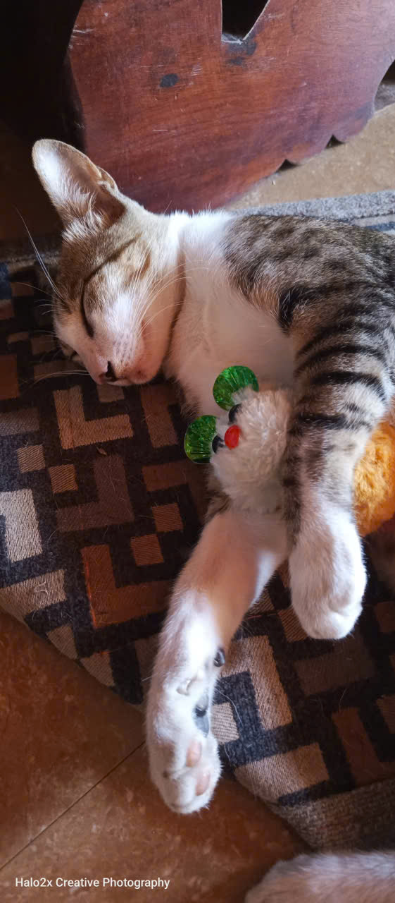 The Sacred Shadows: The Supernatural Secret of Cats and Why They Protect Us